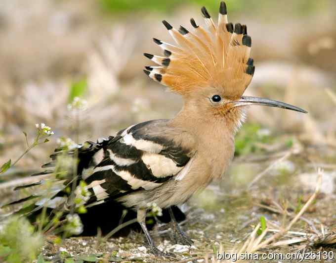 华阴戴胜弄风姿（组图）