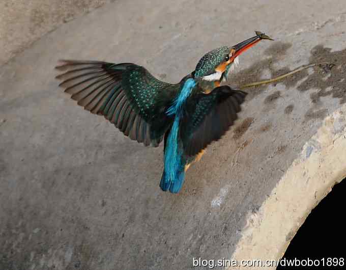 新年第一炮:小翠抓虾 新年第一炮:小翠抓虾