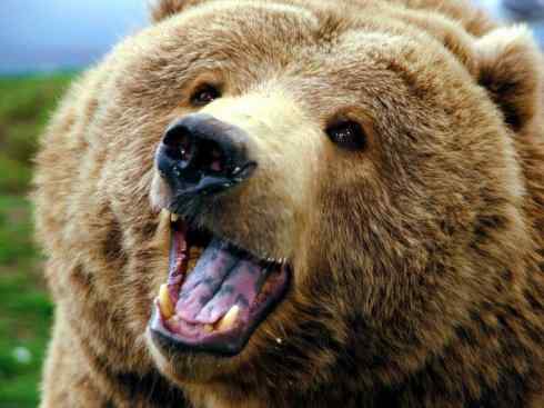 十大喜食蜂蜜动物：棕熊