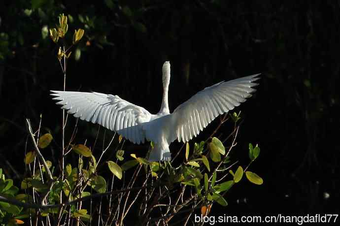 白色的小蓝鹭 wbr(3)