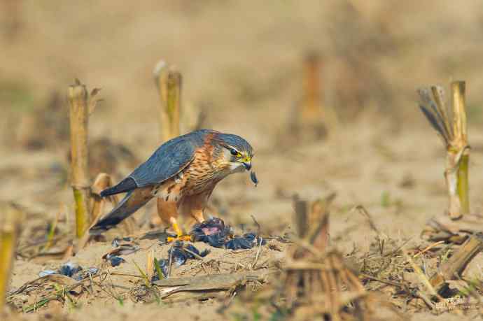 【野鸭湖的鸟】灰背隼 【野鸭湖的鸟】灰背隼