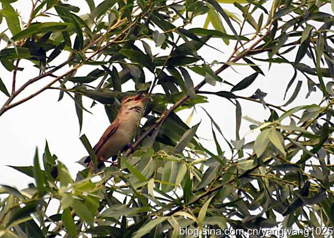 东方大苇莺 东方大苇莺