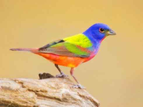 美丽无罪：雀鸟之彩鹀