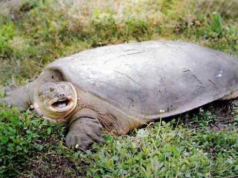 玄武：传说的兽原型探秘（鳖）
