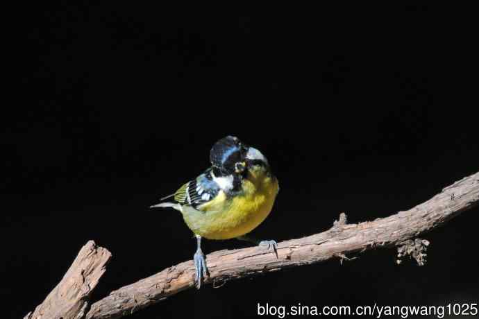 雄性黄腹山雀(2) 雄性黄腹山雀(2)