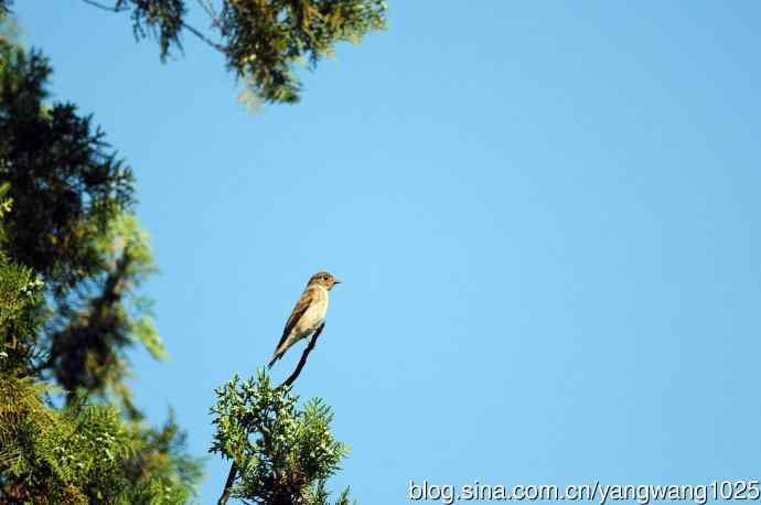 烏鶲（记录版）