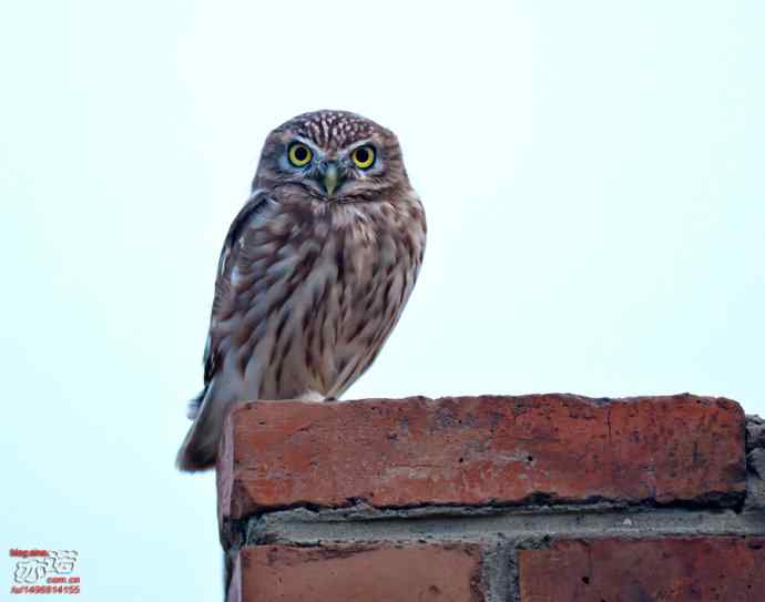 官厅水库&nbsp;wbr路&nbsp;wbr金秋十一猛