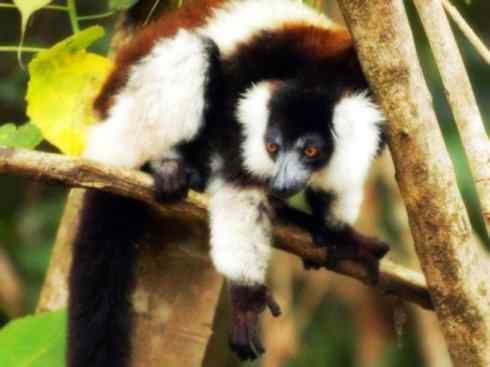 动物世界：山寨还是原创之十五