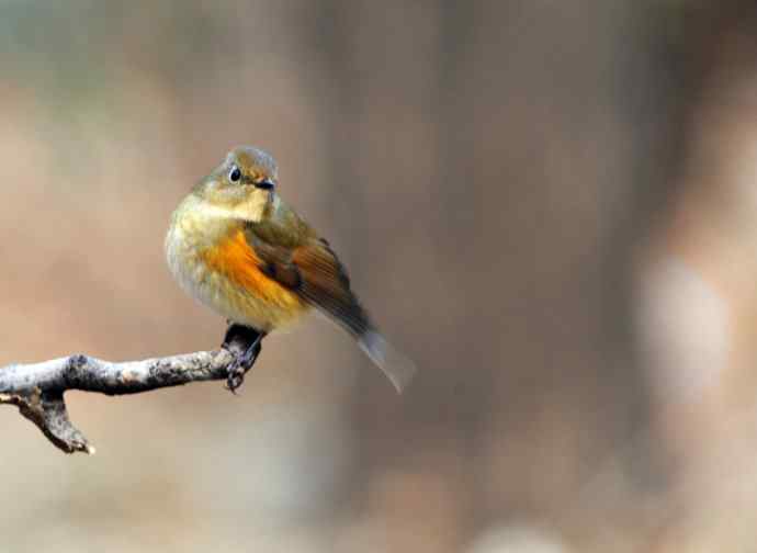 北京天坛公园的鸟类——雌性红胁蓝尾鸲（12）