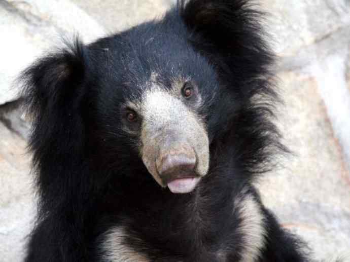 盘点十二大著名食蚁动物：懒熊