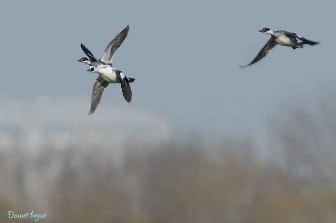 春来西堤好鸭多