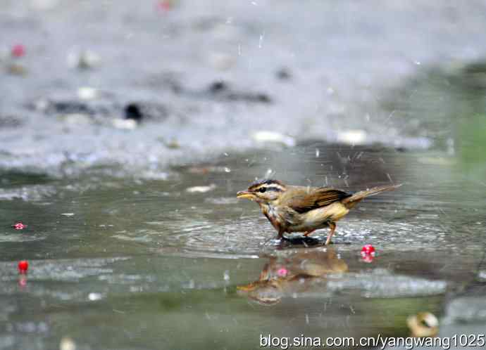 洗浴中的褐柳莺