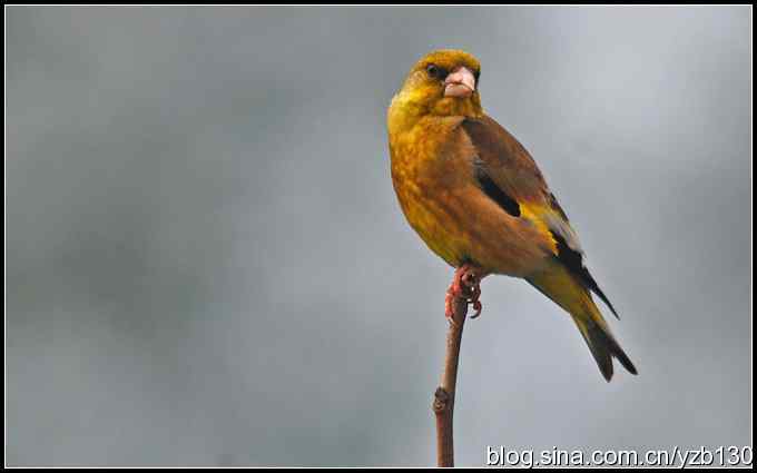 金海湖的鸟（6）鈥斺斀鸪崛傅龋ㄗ橥迹