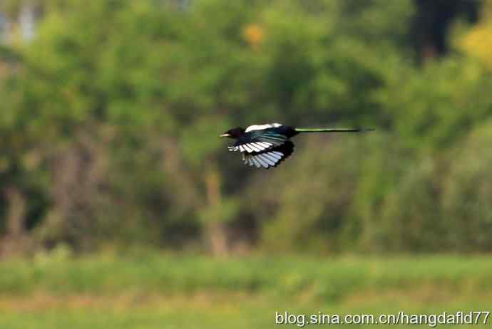 美国鸟类摄影——黑嘴喜鹊
