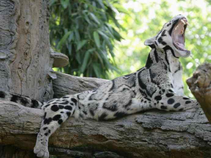 犬科：犬亚科犬属之灰狼