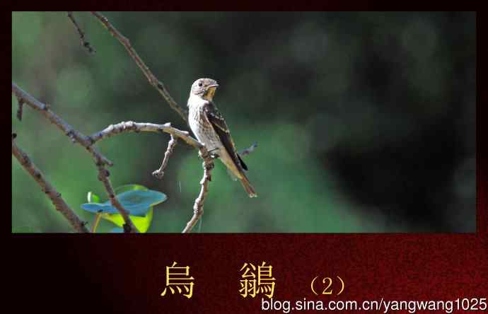 北京天坛公园的鸟类——烏鶲（2）