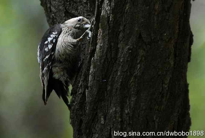 朱雀和北宫的鸟 朱雀和北宫的鸟