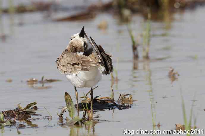 泽鹬 wbr铁嘴沙鸻