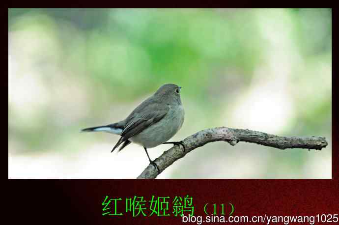 北京天坛公园的鸟类——红喉姬鹟（11）