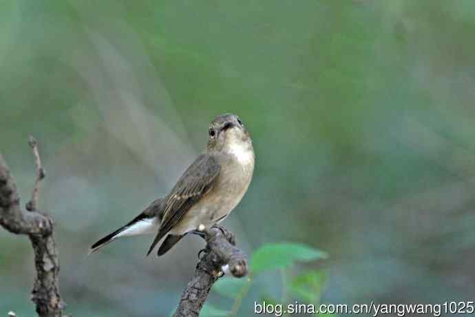 秋天的红喉姬鹟(1) 秋天的红喉姬鹟(1)