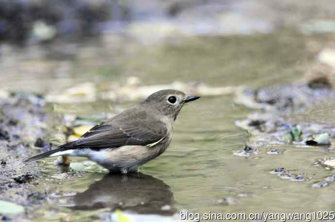 红喉姬鹟（11）