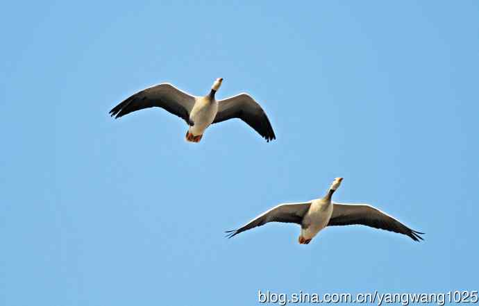 斑头雁（习作）