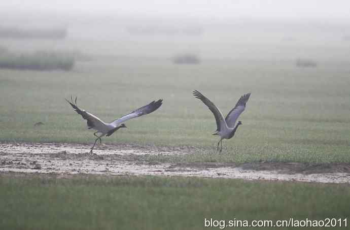 蓑羽鹤，好久不见