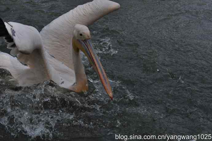 再拍大鹈鹕 wbr6 再拍大鹈鹕 wbr6