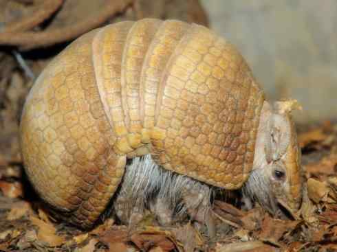 动物世界：山寨还是原创之六