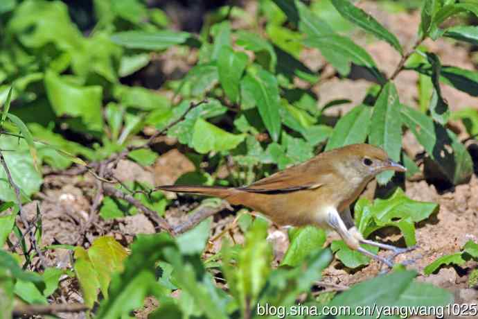 厚嘴苇莺（1）