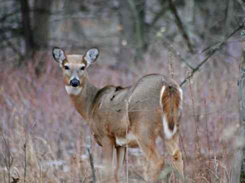 麒麟：传说的兽原型探秘（白尾鹿）