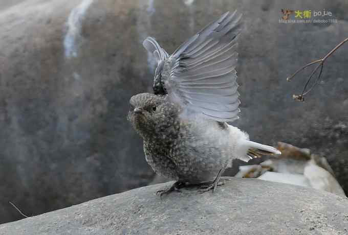父爱如山：实拍红尾水鸲和它的四个宝宝们