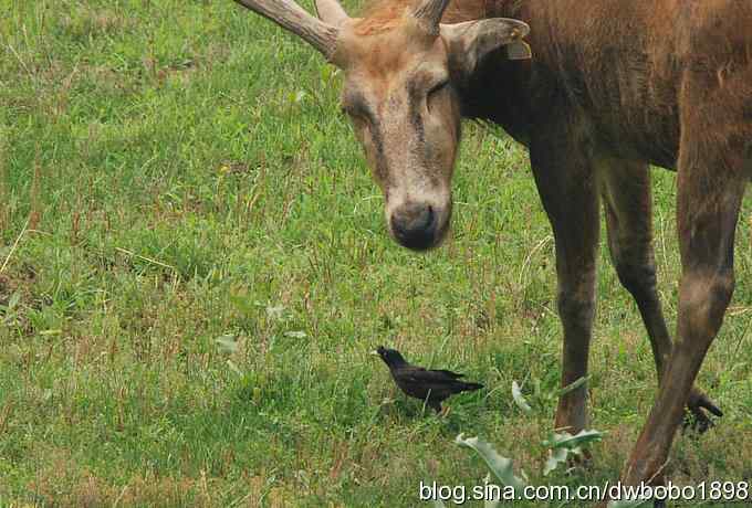 戴胜护驾南海子