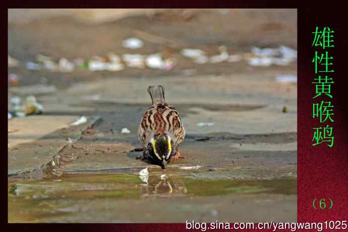 北京天坛公园的鸟类——雄性黄喉鹀（6）