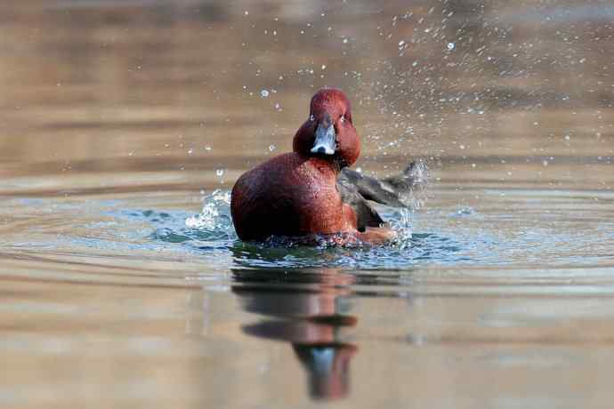 稻香湖的潜鸭☆