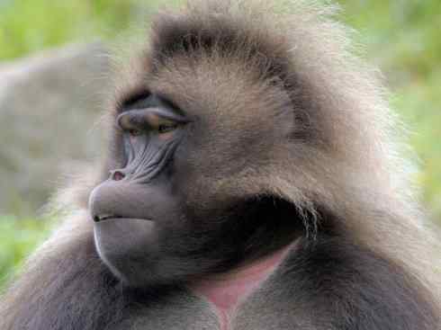 绝色攀禽：佛法僧目之佛法僧2