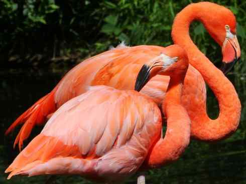 极品红色鸟类:火烈鸟 极品红色鸟类:火烈鸟