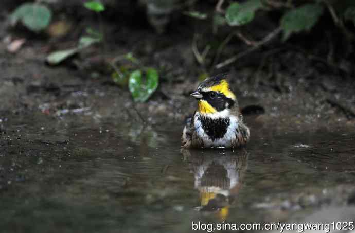 雄性黄喉鹀（5）