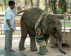 为鸟类接上义肢