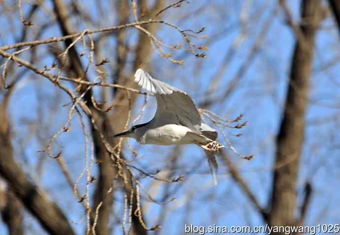 飞(夜鹭)2 飞(夜鹭)2