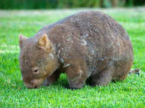 盘点十二大著名食蚁动物:袋食蚁兽 盘点十二大著名食蚁动物:袋食蚁兽