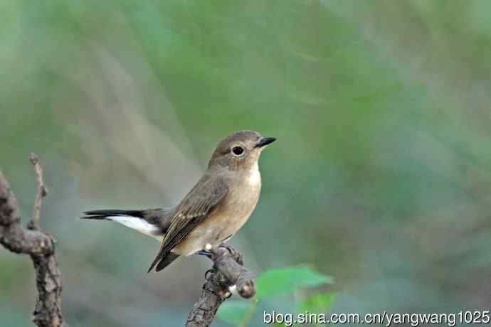 秋天的红喉姬鹟(1) 秋天的红喉姬鹟(1)