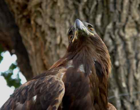 家禽驯化之源之六