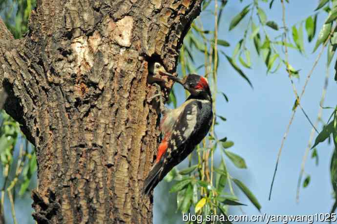 父子情深的大斑啄木鸟（3）