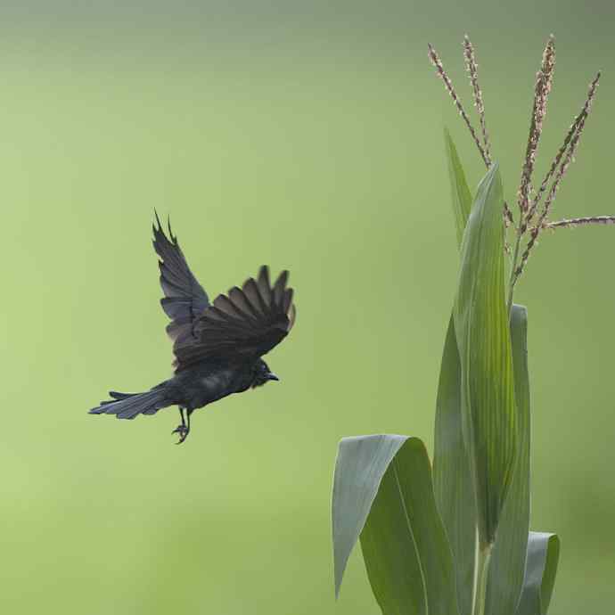 野鸭湖de黑卷尾