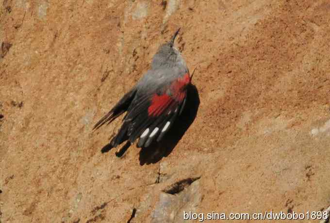 优雅红翅 wbr旋壁山岩