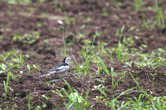 摄鸟拾趣（八） 白鹡鸰