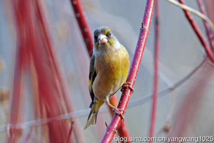 金翅雀(4) 金翅雀(4)