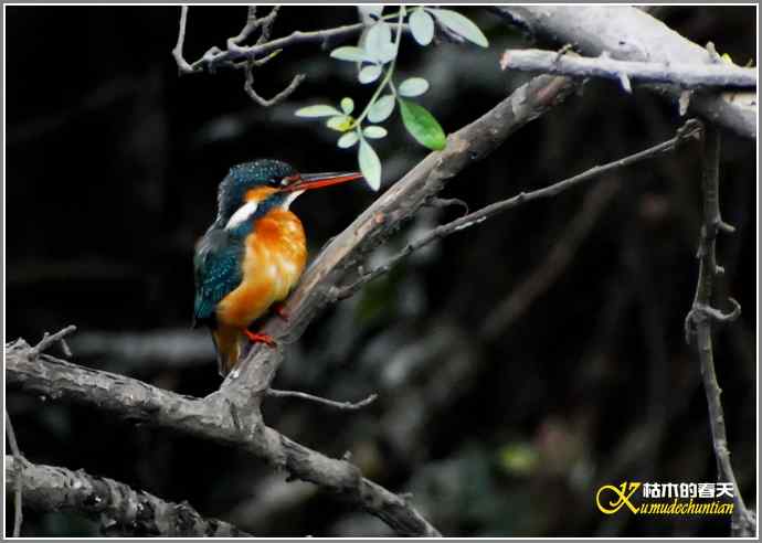 印象翠鸟【照片】
