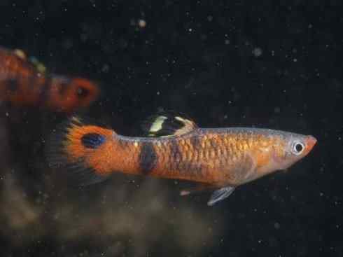 鱼类活化石：矛尾鱼